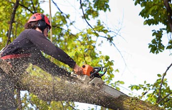 Tree Trimming Grand Rapids