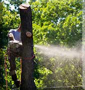 Byron Center Grinding Tree Service