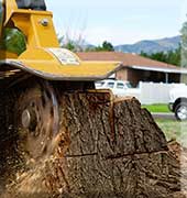 Coopersville Stump Grinding