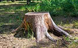 Hudsonville Stump Removal