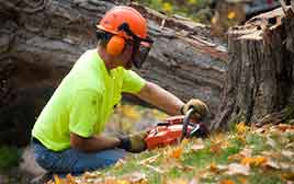 Jenison Tree Removal Service