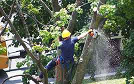 Jenison Tree Service