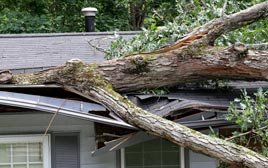 Storm Damage Tree Removal Coopersville