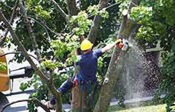 Grand Rapids Tree Service