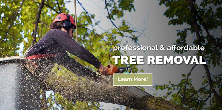 Tree Removal Service in Belmont